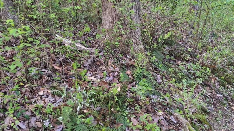 Cabin John Trailhead - Bethesda, MD