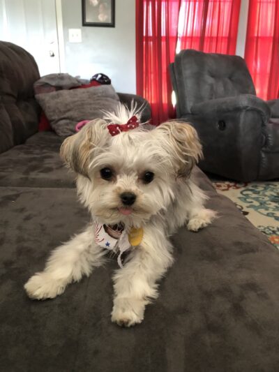 Posh 4 Paws - Boarding, Grooming, Daycare, & Boutique - Beulaville, NC