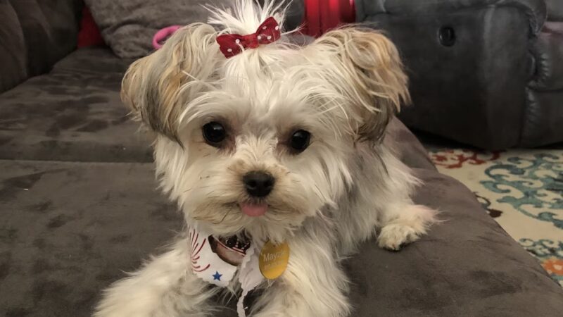 Posh 4 Paws - Boarding, Grooming, Daycare, & Boutique - Beulaville, NC