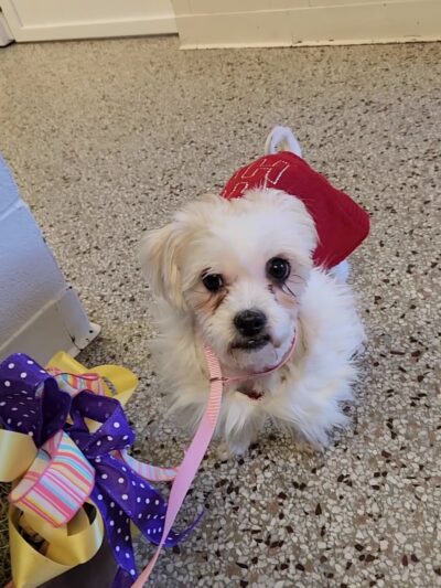 Posh 4 Paws - Boarding, Grooming, Daycare, & Boutique - Beulaville, NC