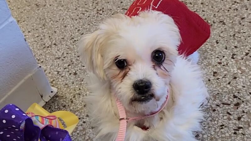 Posh 4 Paws - Boarding, Grooming, Daycare, & Boutique - Beulaville, NC