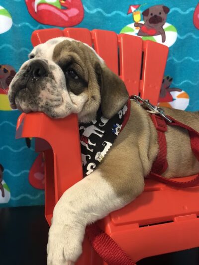 Posh 4 Paws - Boarding, Grooming, Daycare, & Boutique - Beulaville, NC