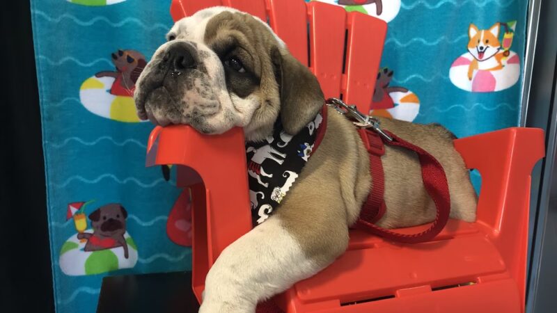 Posh 4 Paws - Boarding, Grooming, Daycare, & Boutique - Beulaville, NC