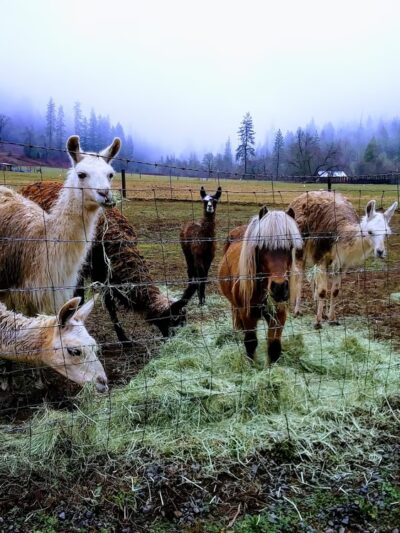 Camp Stoney Meadows - Big Bend, CA