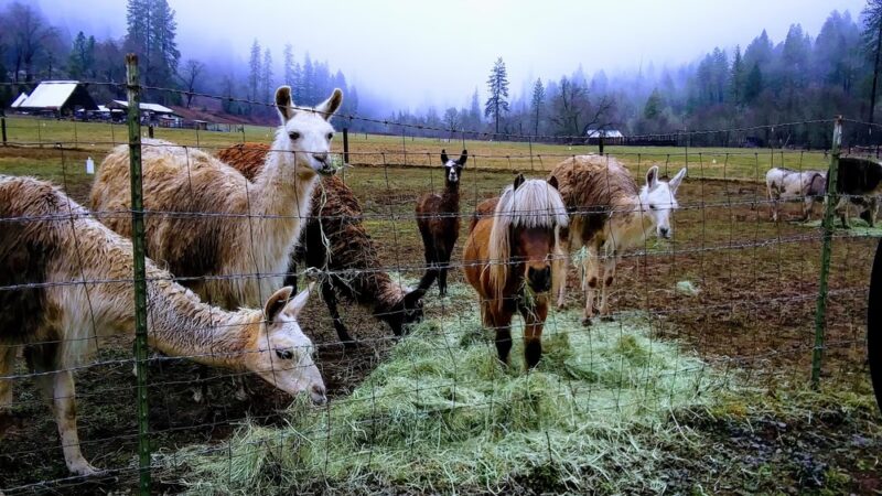 Camp Stoney Meadows - Big Bend, CA