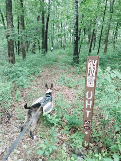 Ozark Highlands - Moccasin Springs Trailhead - Big Flat, AR