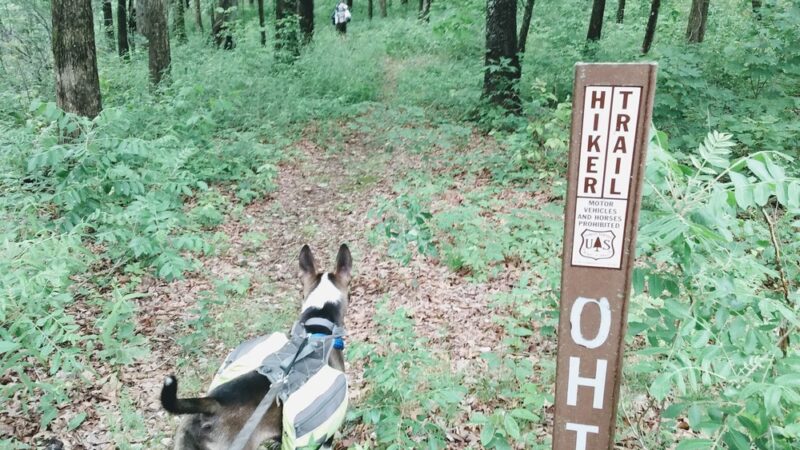 Ozark Highlands - Moccasin Springs Trailhead - Big Flat, AR