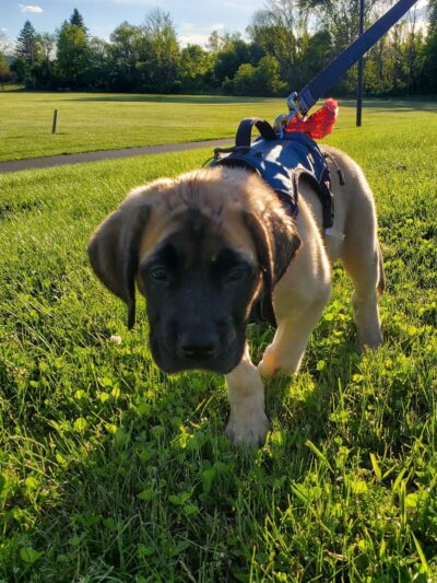 Big Flats Town Park Extension - Big Flats, NY