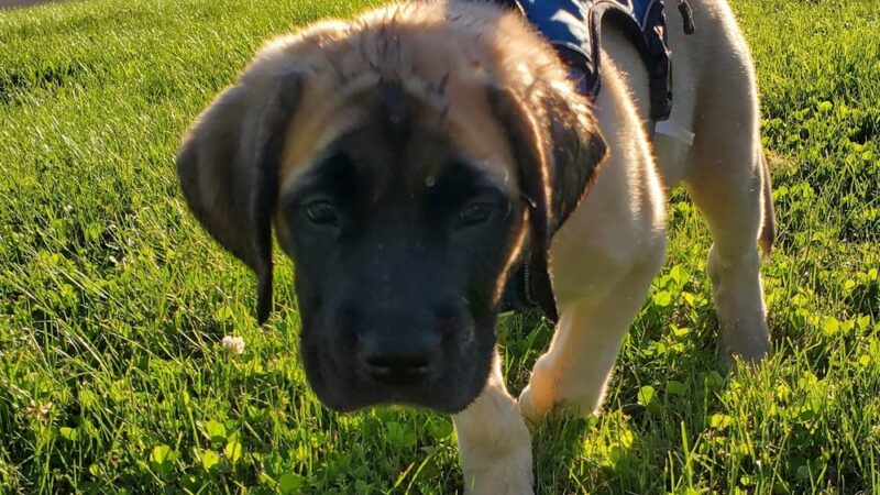 Big Flats Town Park Extension - Big Flats, NY