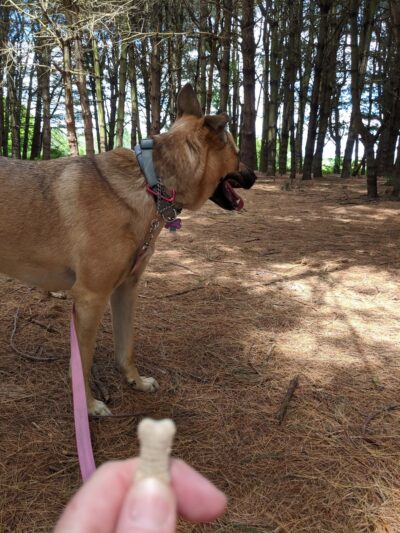 Big Flats Town Park Extension - Big Flats, NY