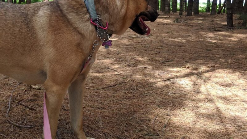 Big Flats Town Park Extension - Big Flats, NY