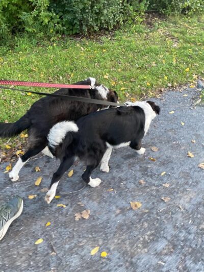 Big Flats Trail - Big Flats, NY