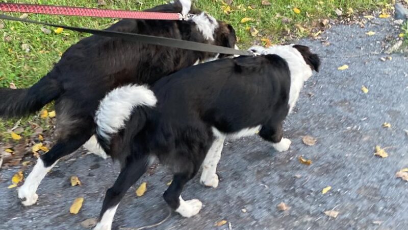Big Flats Trail - Big Flats, NY