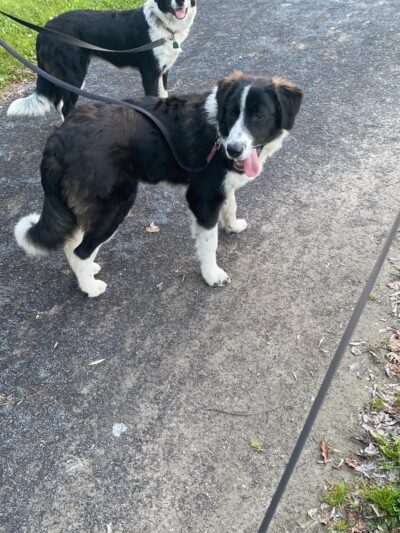 Big Flats Trail - Big Flats, NY