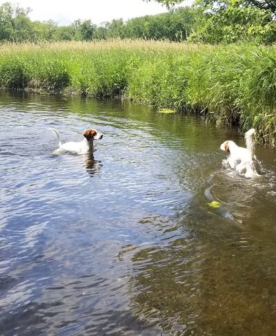 Dog Park - Big Lake, MN