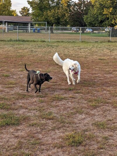 Dog Park - Big Lake, MN