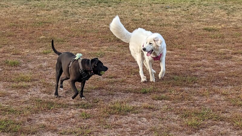 Dog Park - Big Lake, MN
