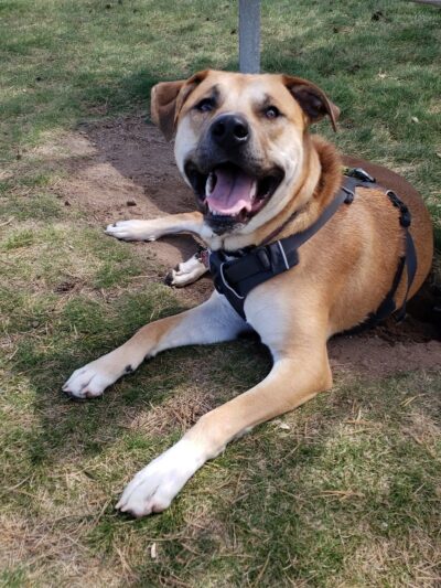 Dog Park - Big Lake, MN