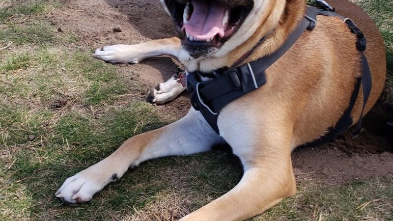 Dog Park - Big Lake, MN