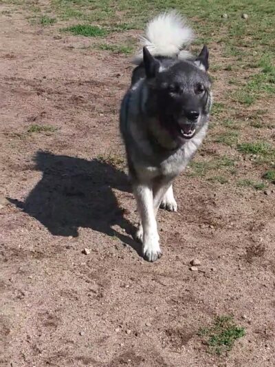 Dog Park - Big Lake, MN