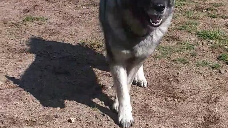 Dog Park - Big Lake, MN