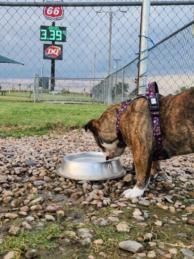 Cimarron Travel Center Dog Park - Billings, OK