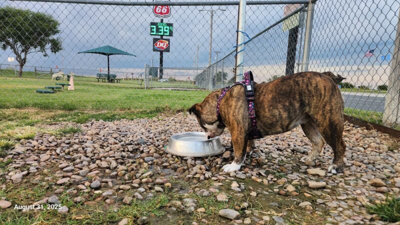 Cimarron Travel Center Dog Park - Billings, OK