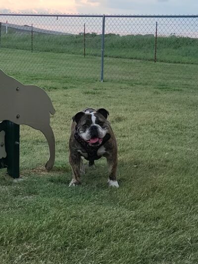 Cimarron Travel Center Dog Park - Billings, OK