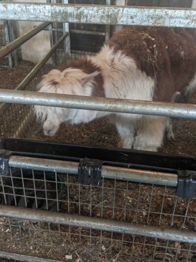 Edwards Petting Farm - Binghamton, NY