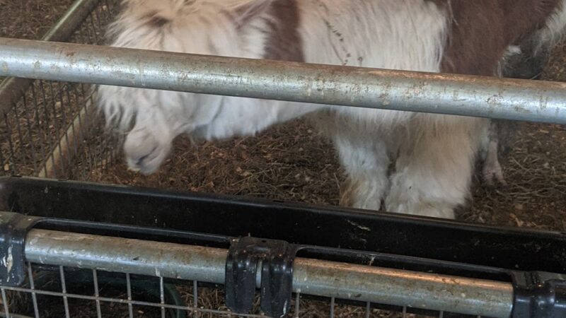 Edwards Petting Farm - Binghamton, NY