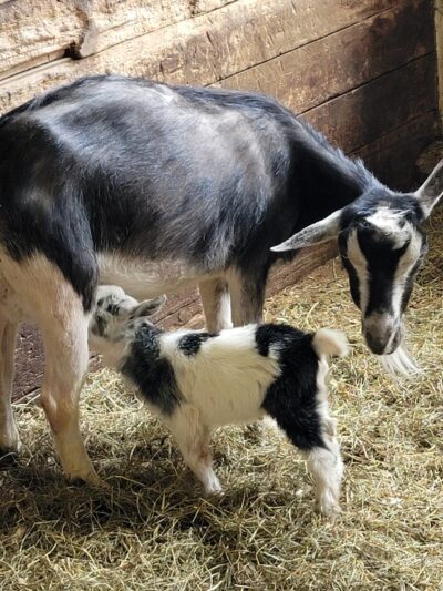 Edwards Petting Farm - Binghamton, NY