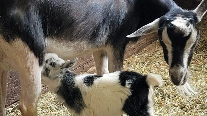Edwards Petting Farm - Binghamton, NY