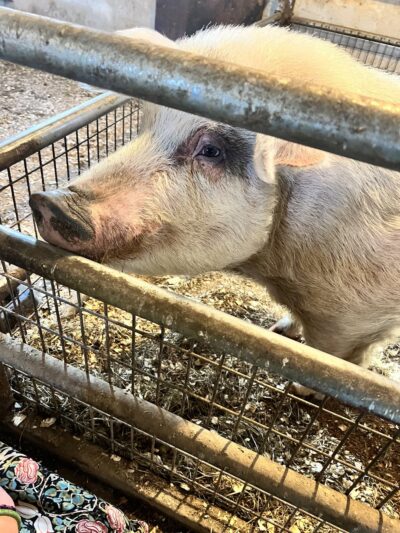 Edwards Petting Farm - Binghamton, NY