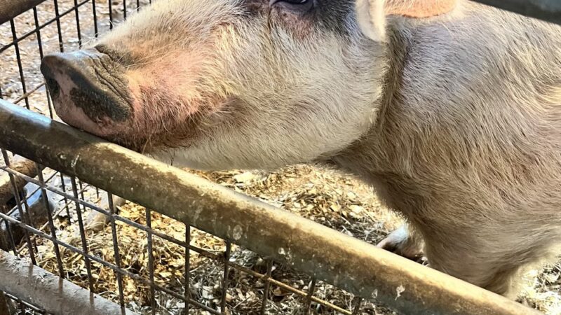 Edwards Petting Farm - Binghamton, NY