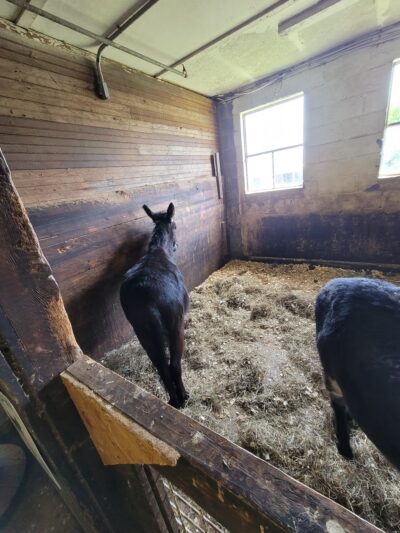 Edwards Petting Farm - Binghamton, NY