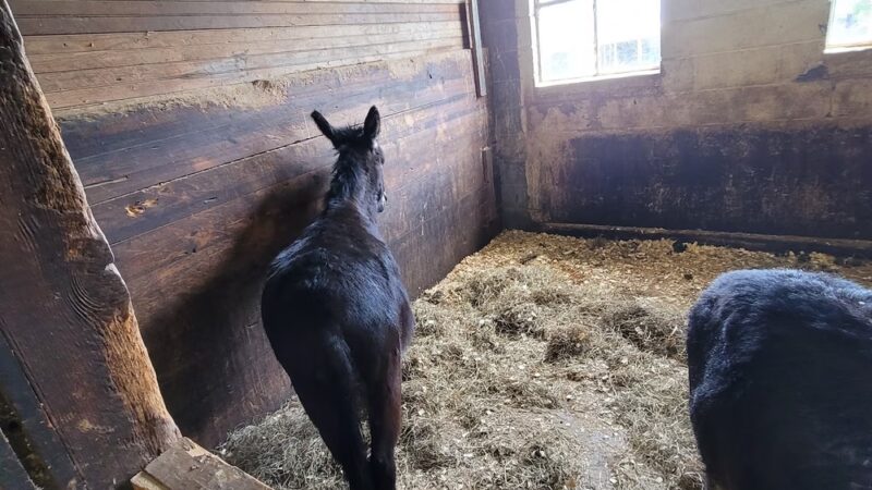 Edwards Petting Farm - Binghamton, NY