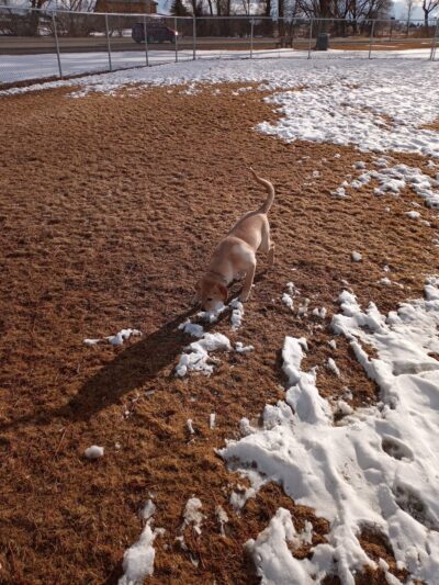 Blackfoot Parks Department - Blackfoot, ID