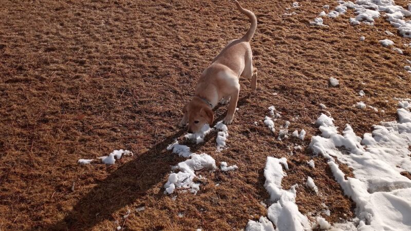Blackfoot Parks Department - Blackfoot, ID