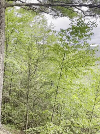 Chester-Blandford State Forest - Blandford, MA