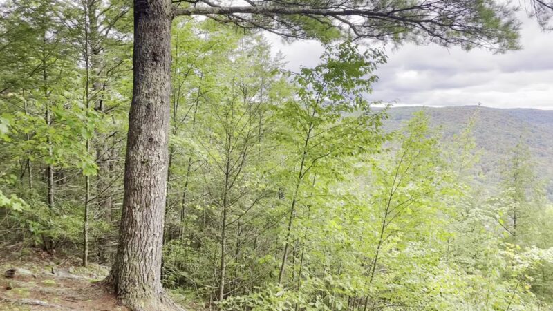 Chester-Blandford State Forest - Blandford, MA