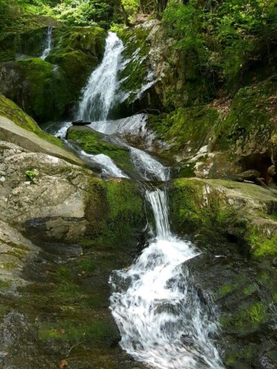 Chester-Blandford State Forest - Blandford, MA