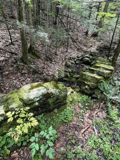 Chester-Blandford State Forest - Blandford, MA