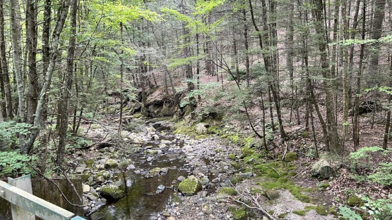 Chester-Blandford State Forest - Blandford, MA