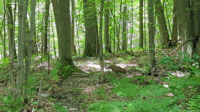 Hickory Ridge Trail Head - Bloomer, WI