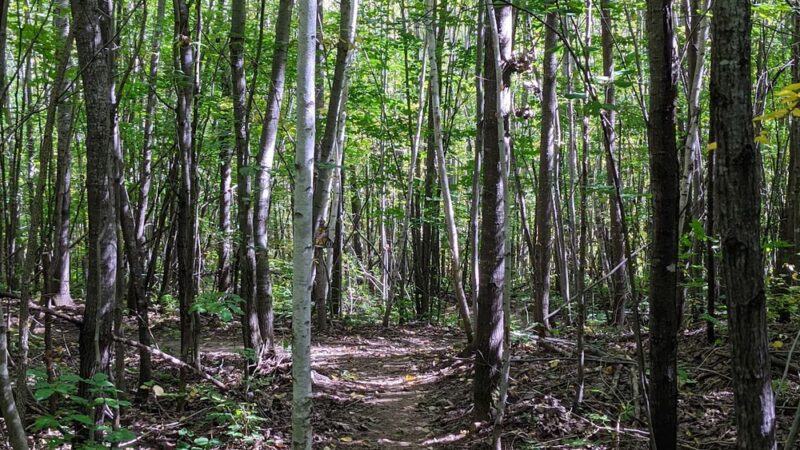 Hickory Ridge Trail Head - Bloomer, WI