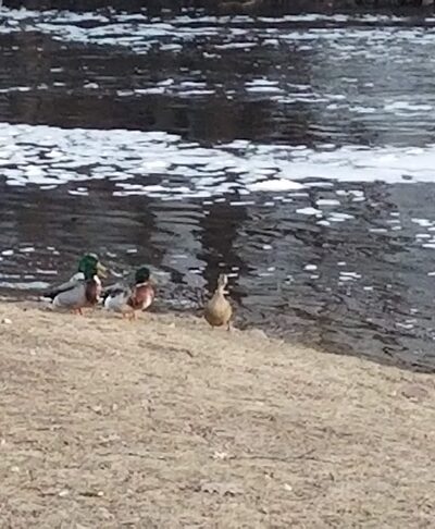 Willis Park - Bloomer, WI