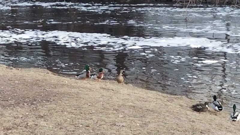 Willis Park - Bloomer, WI