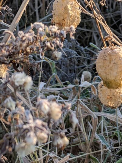 Witt Park Pavilion - Bloomer, WI