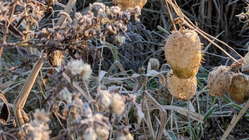 Witt Park Pavilion - Bloomer, WI
