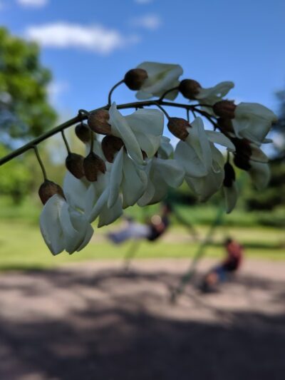 Witt Park Pavilion - Bloomer, WI
